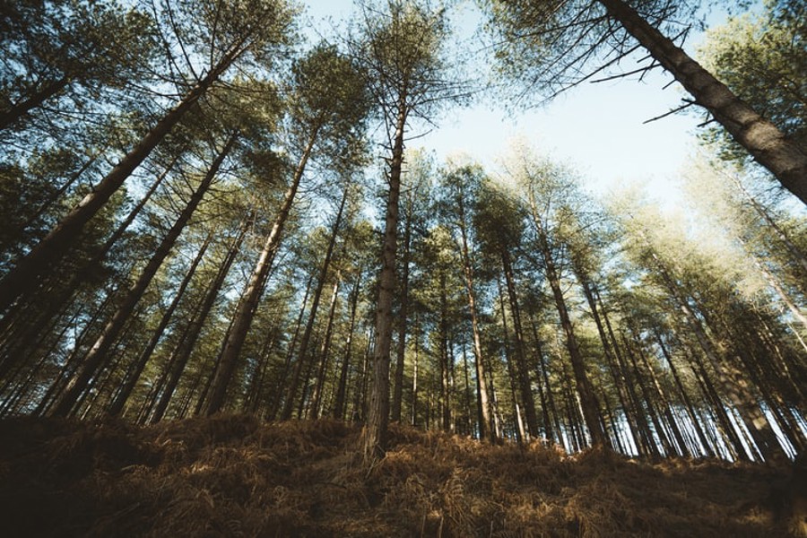 Climate Trees